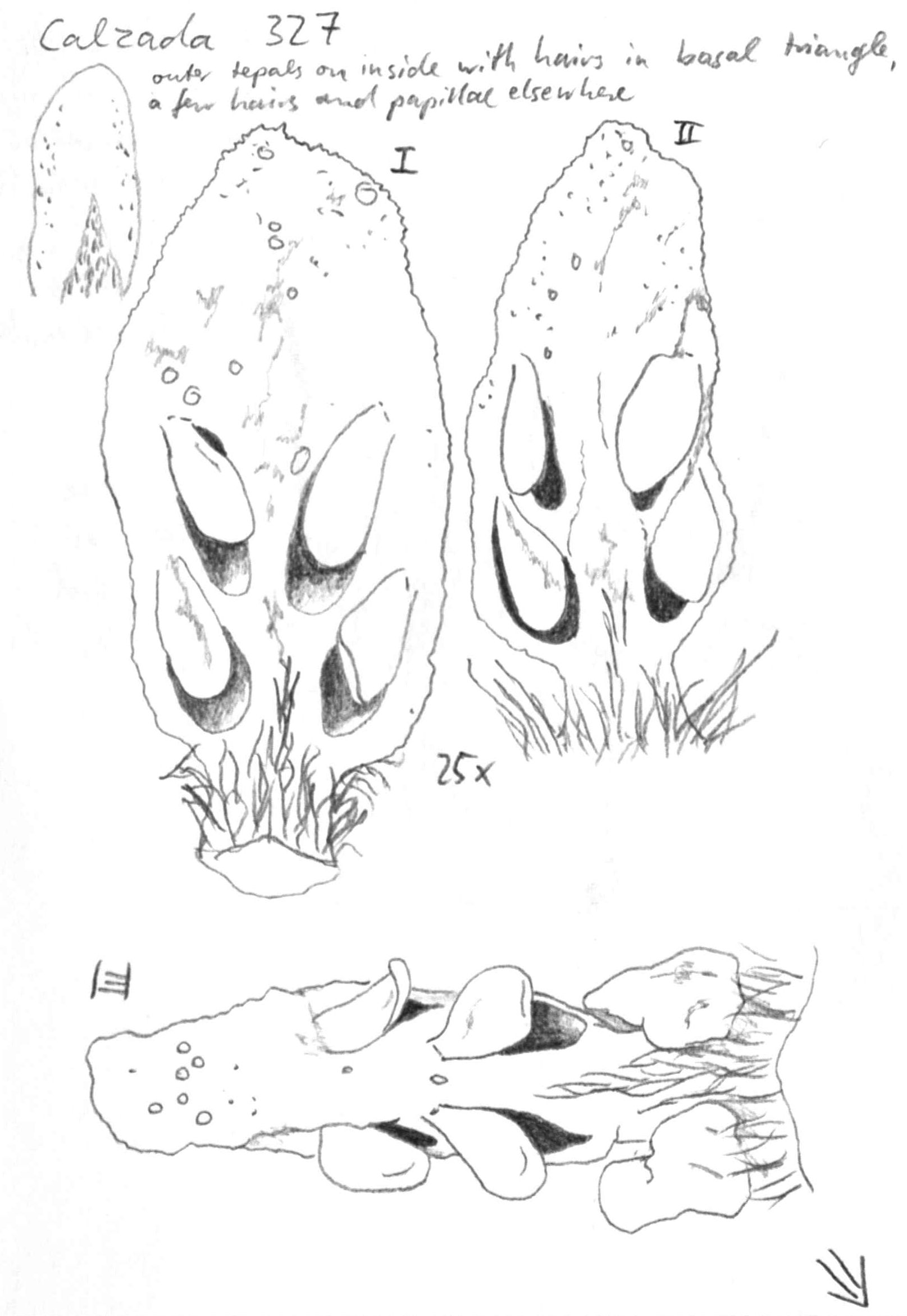 Vorschaubild Ocotea verticillata Rohwer